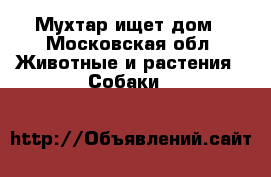 Мухтар ищет дом - Московская обл. Животные и растения » Собаки   